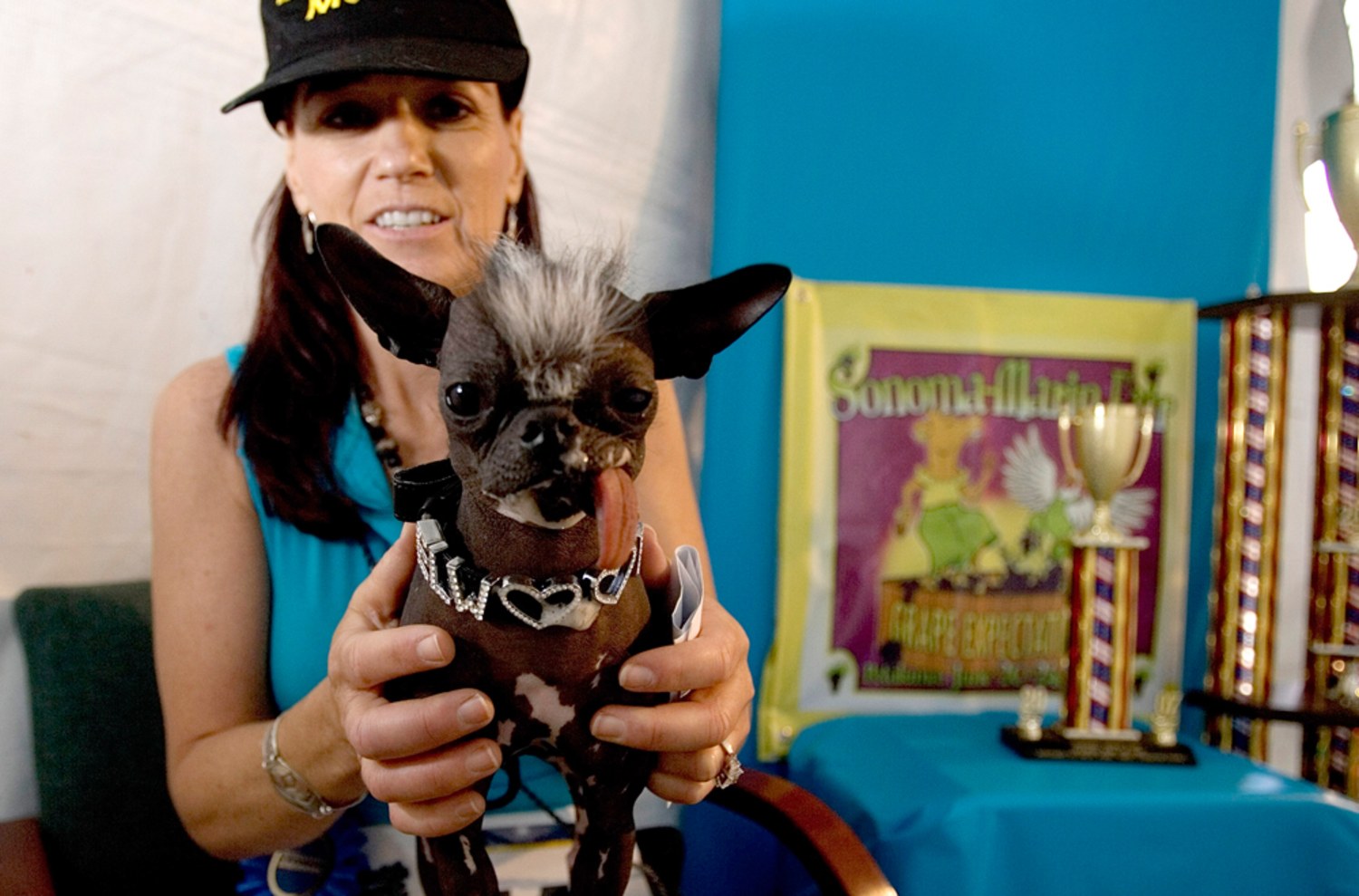 Elwood the mutt crowned ugliest dog