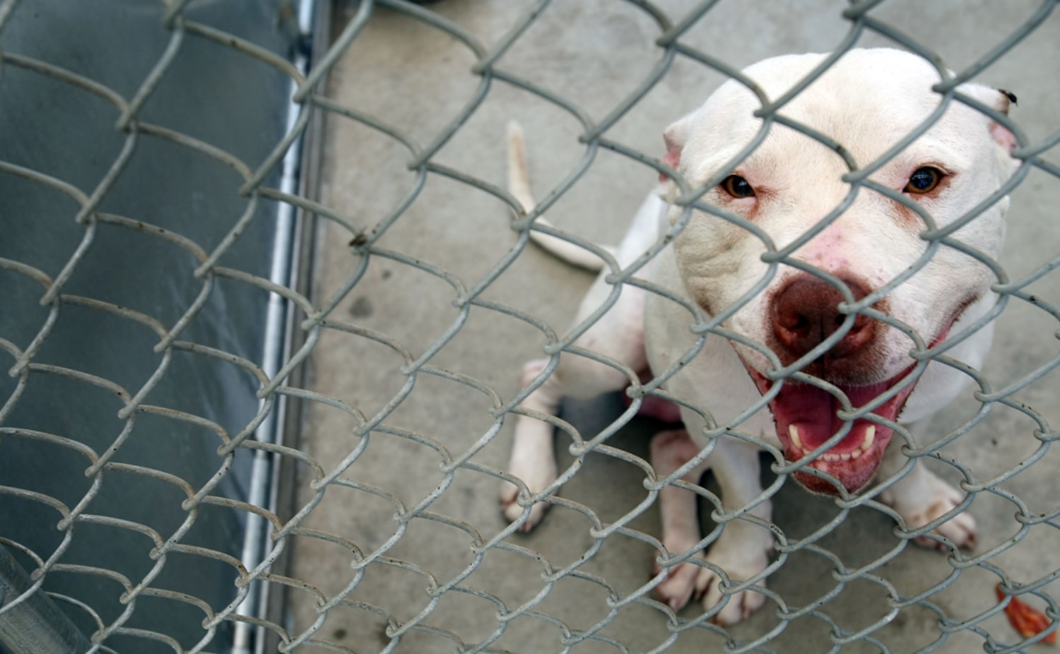 Vick case illustrates pit bull's changing status