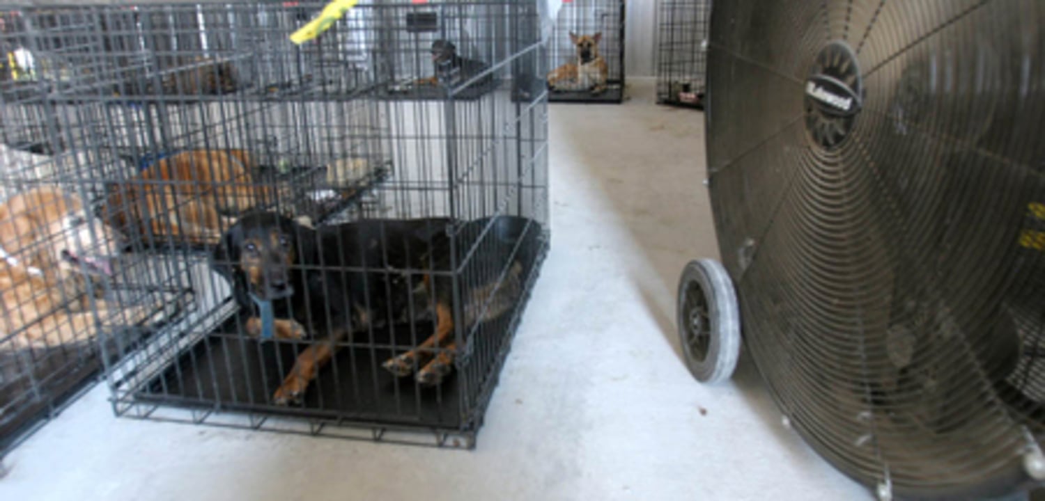 Wish dog kennel outlet