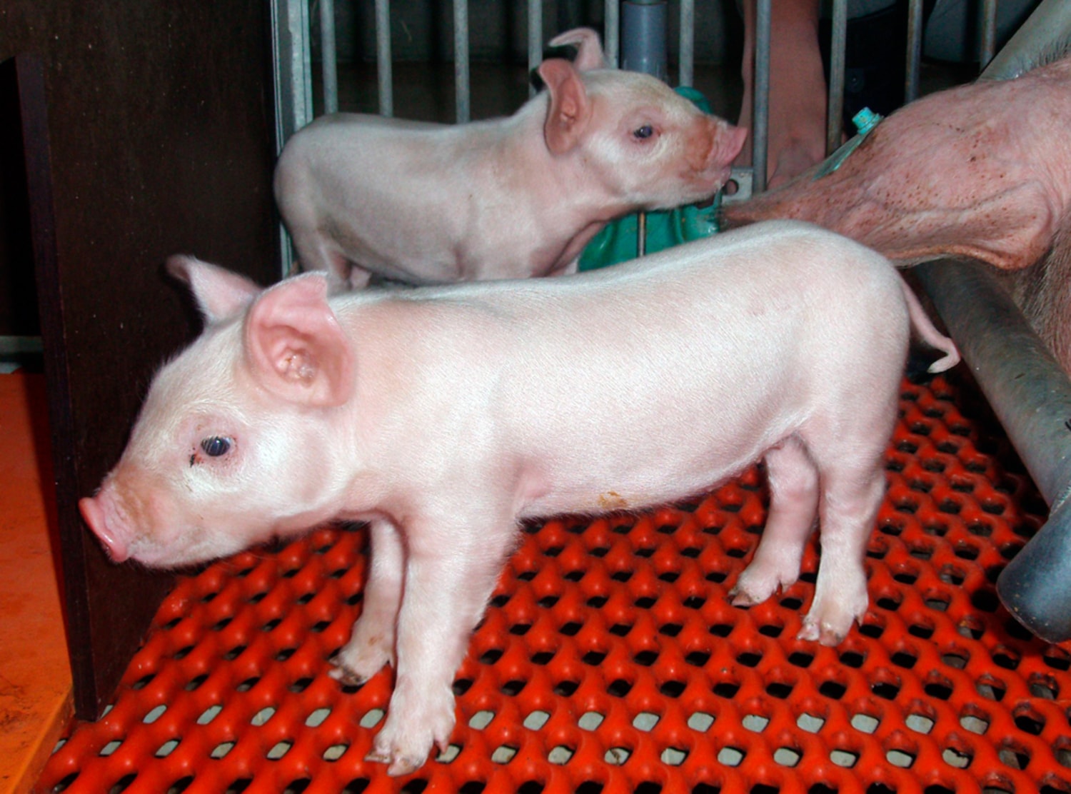 Fourth-generation pig cloned in Japan