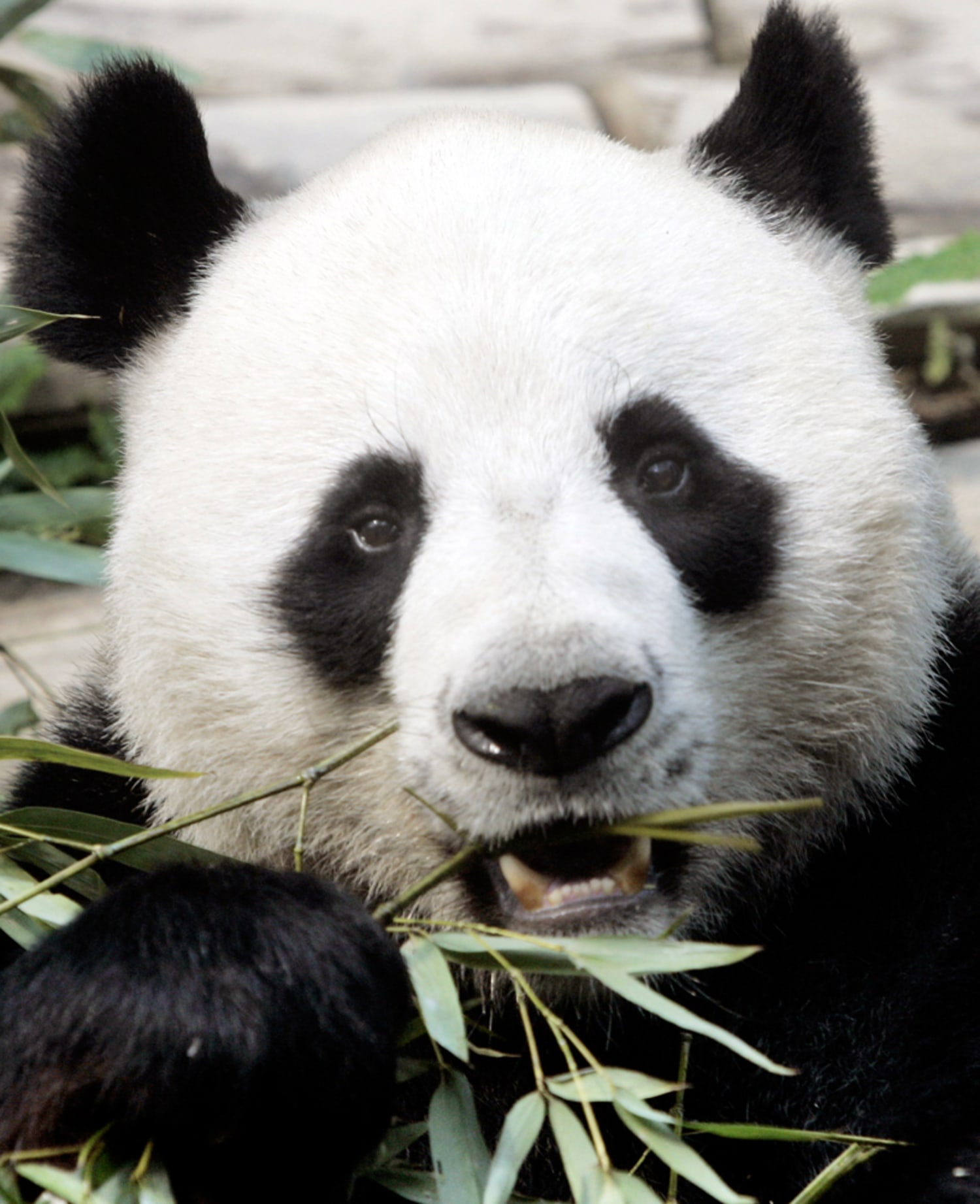 Porno Sperme Obese Black Zoo - Panda non-pregnancy disappoints Thai zoo