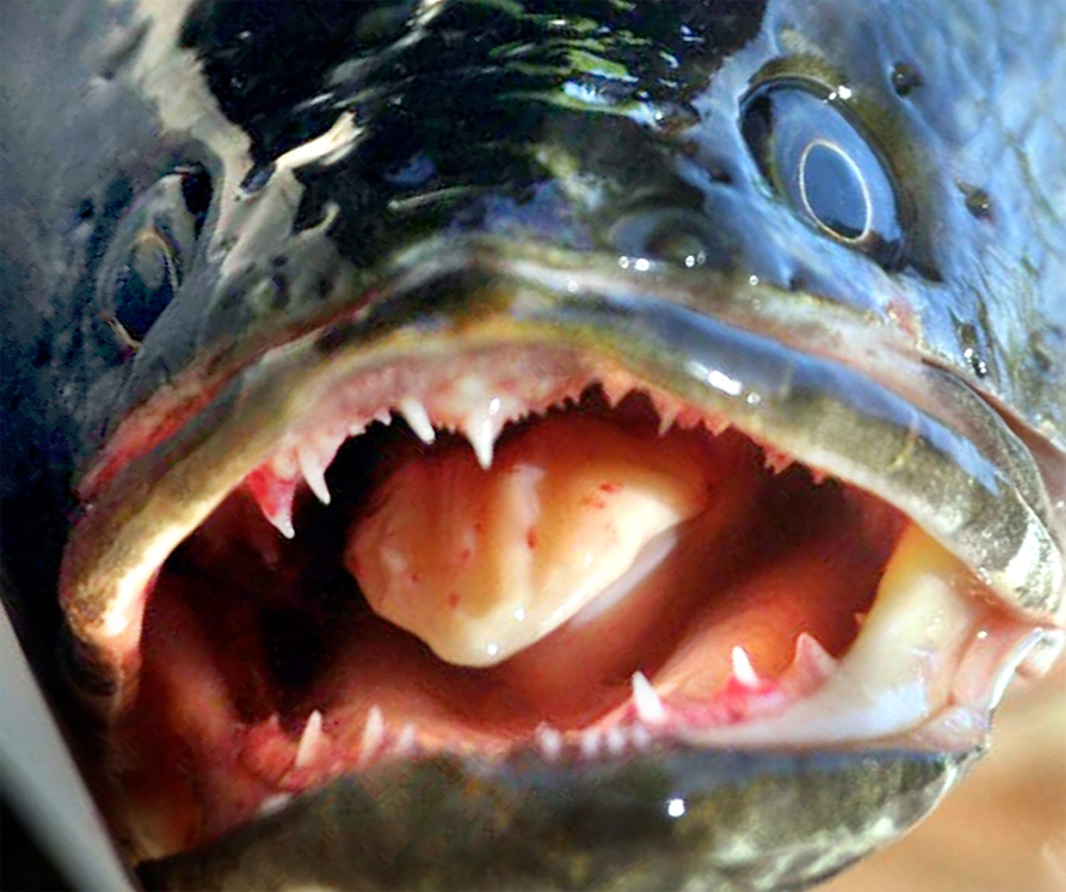 Snakehead may be at home in Potomac River