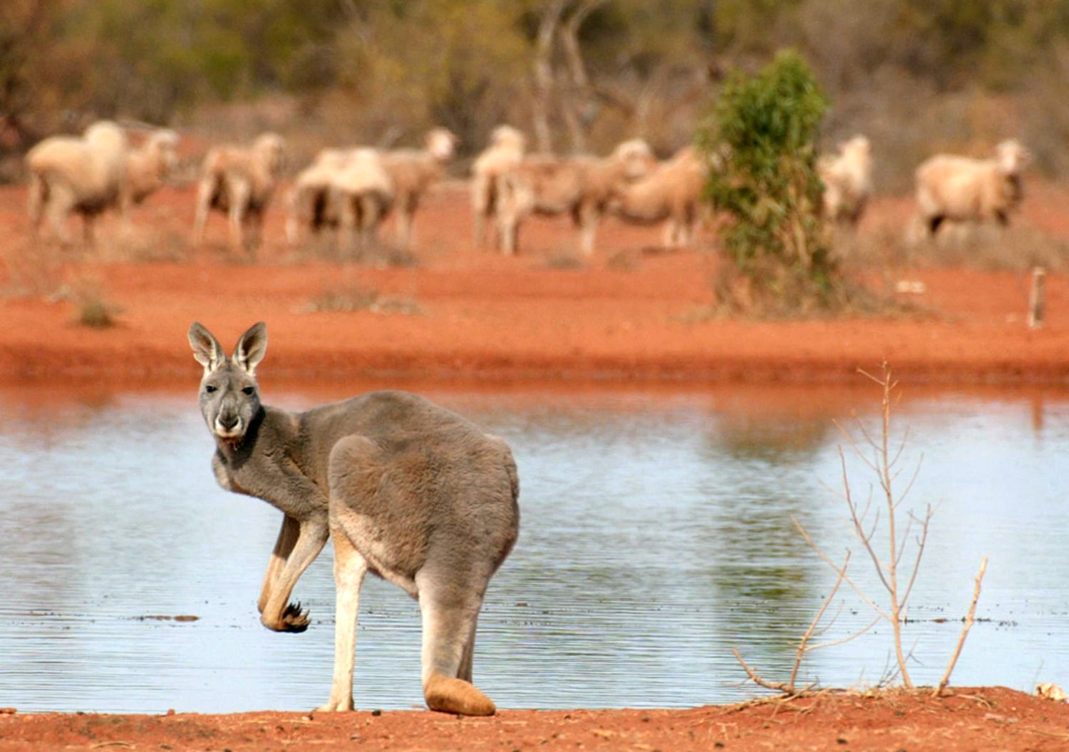 Australian road trip, from $824