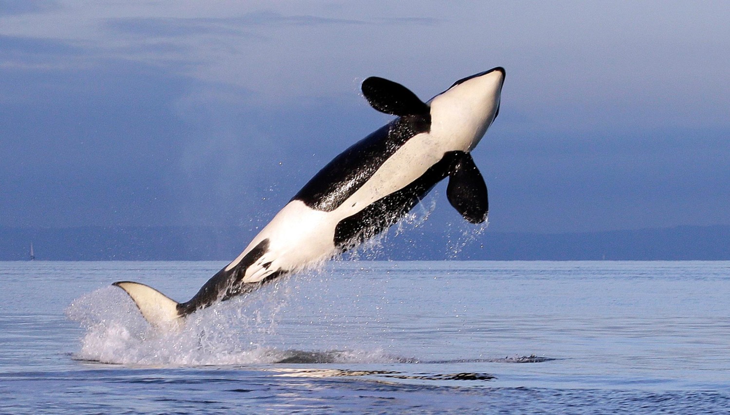 Orca Frolics in Waters Near Seattle