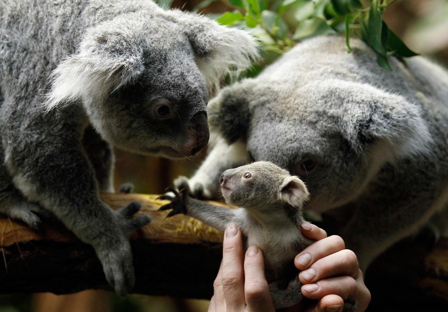 onwetendheid leraar herder Baby Koala Reunited with Mother at German Zoo After Official Weighing
