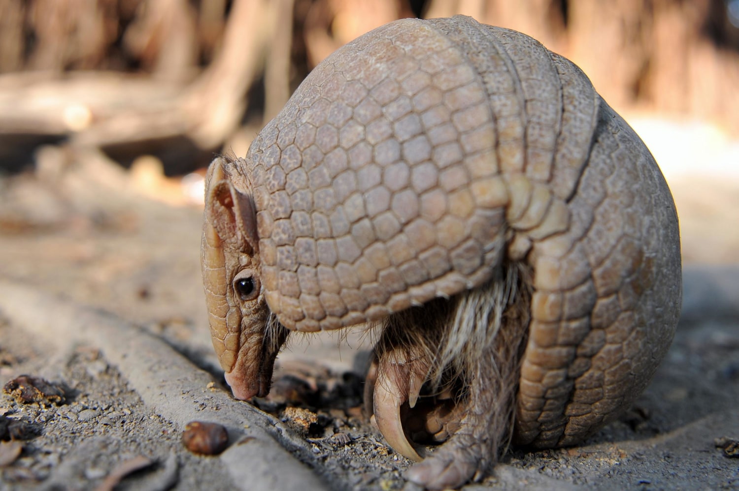 A 9,000-year-old Recipe For Roast Armadillo