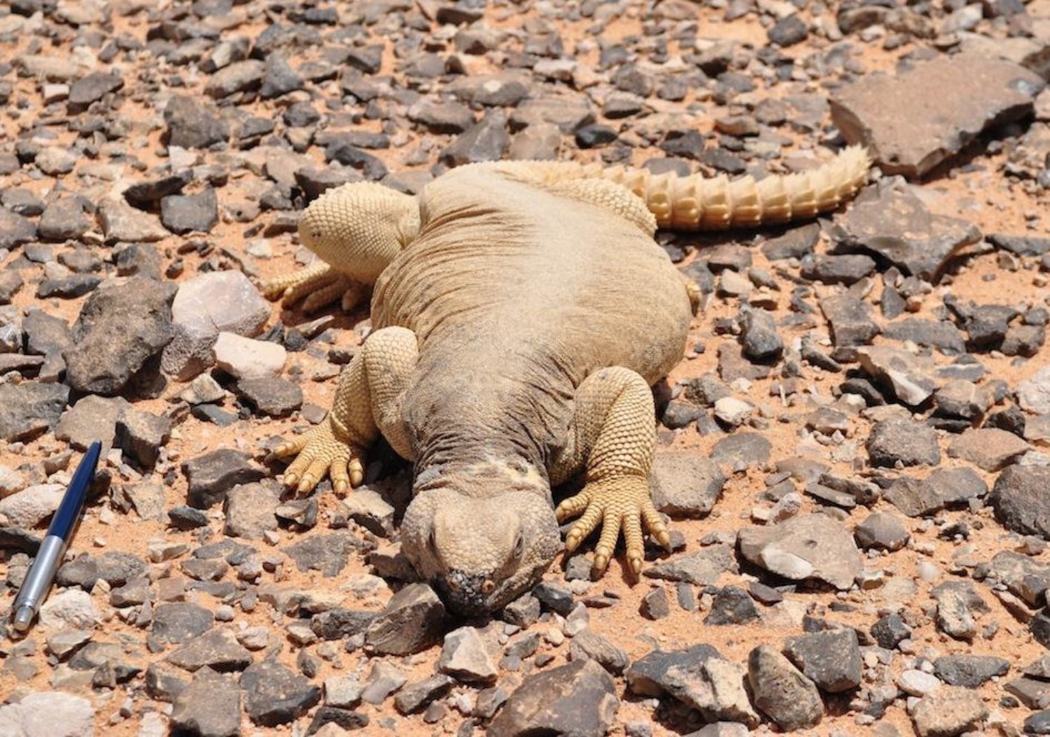 Ящерица ест хвост. Uromastyx aegyptia. Леапин Лизард. Исполинская ящерица. Ящерицы Саудовской Аравии.