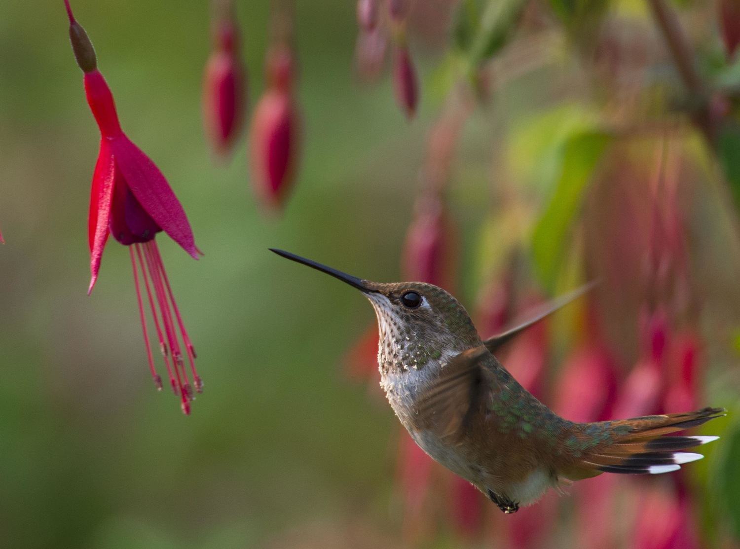 Hummingbird Genes Trace Existence 'on the Extremes'