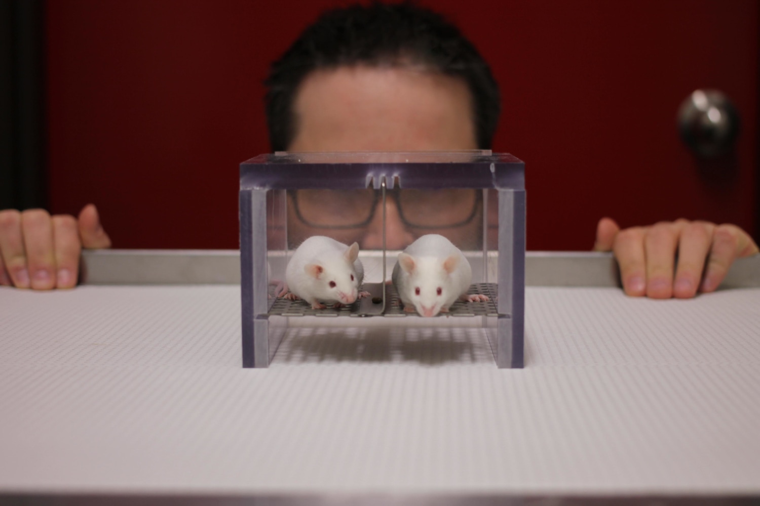 The Loopy Science of Stressed Rats and Froot Loops