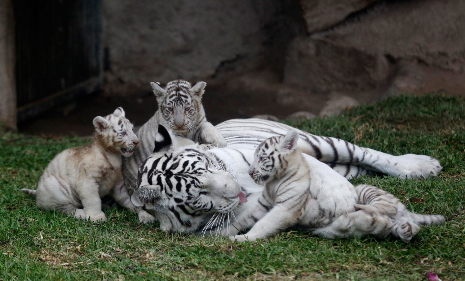 tiger cubs playing with mom