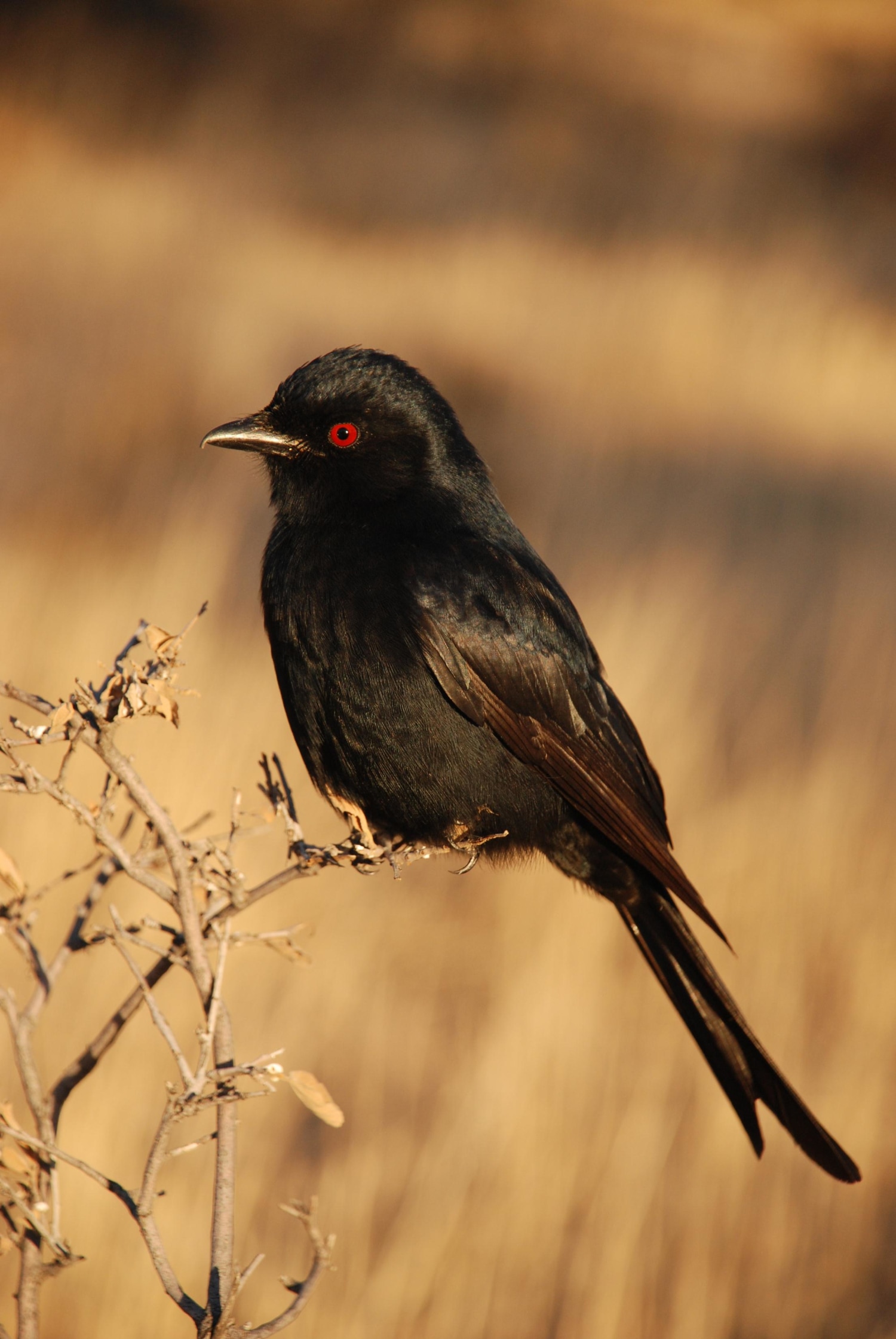African Bird Uses Sound Effects to Bamboozle Other Species