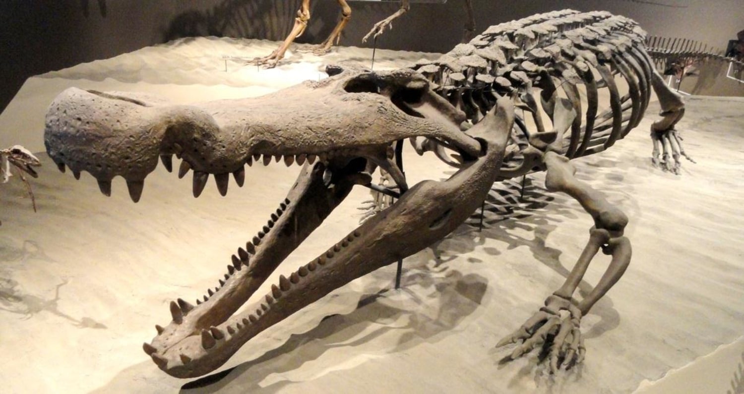 Spinning Slayers: Giant Crocs Used 'Death Rolls' to Kill Dinosaurs