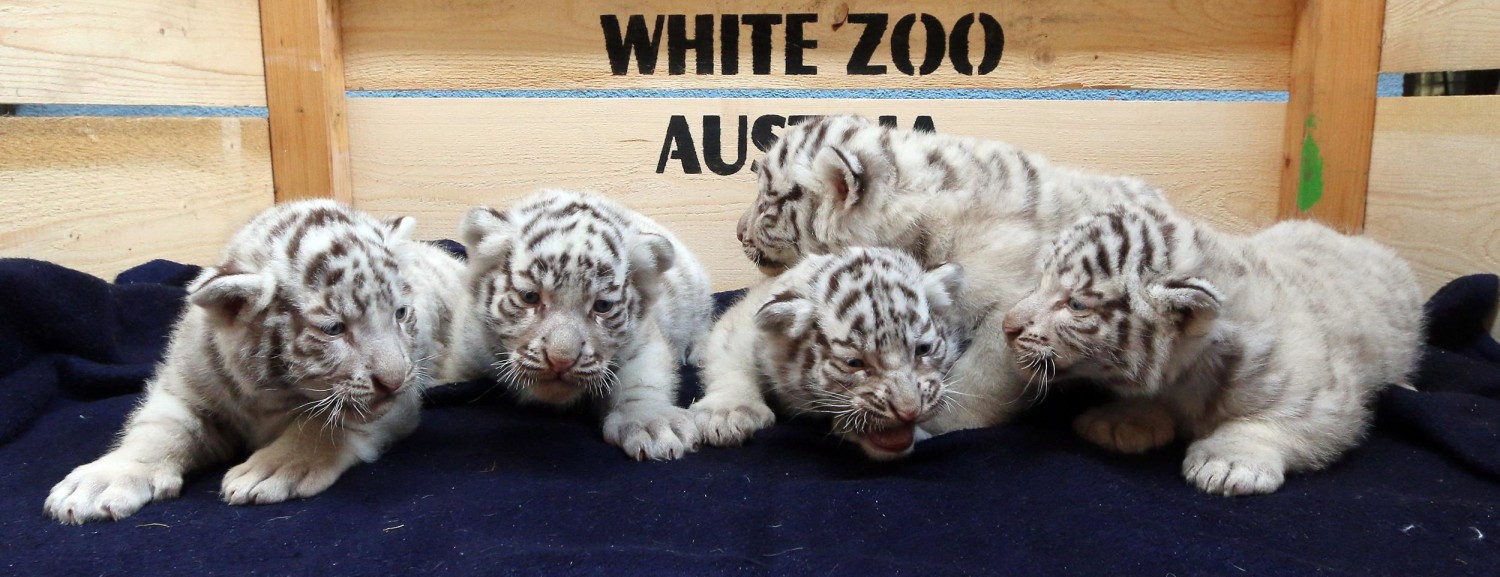 Five rare white tiger cubs make their public debut