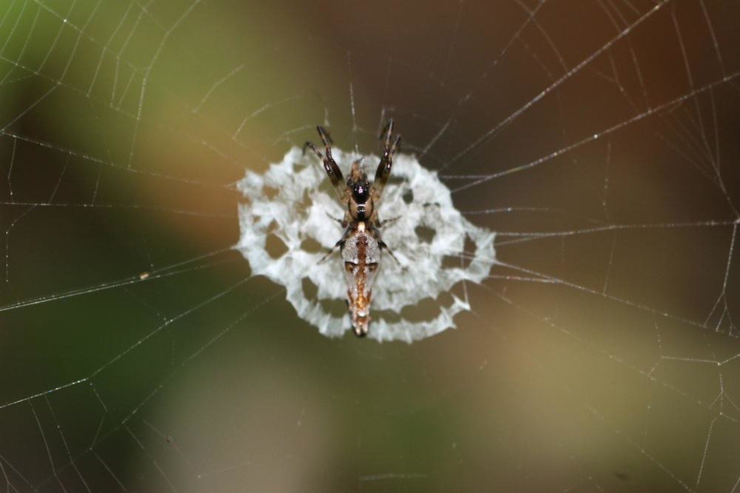 Some insects disguise themselves as spiders to avoid getting eaten