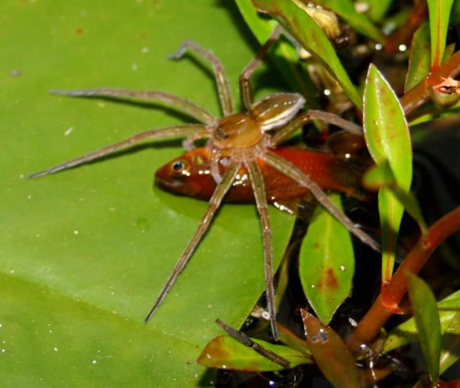 Fish-Eating Spiders Are Lurking Around the World