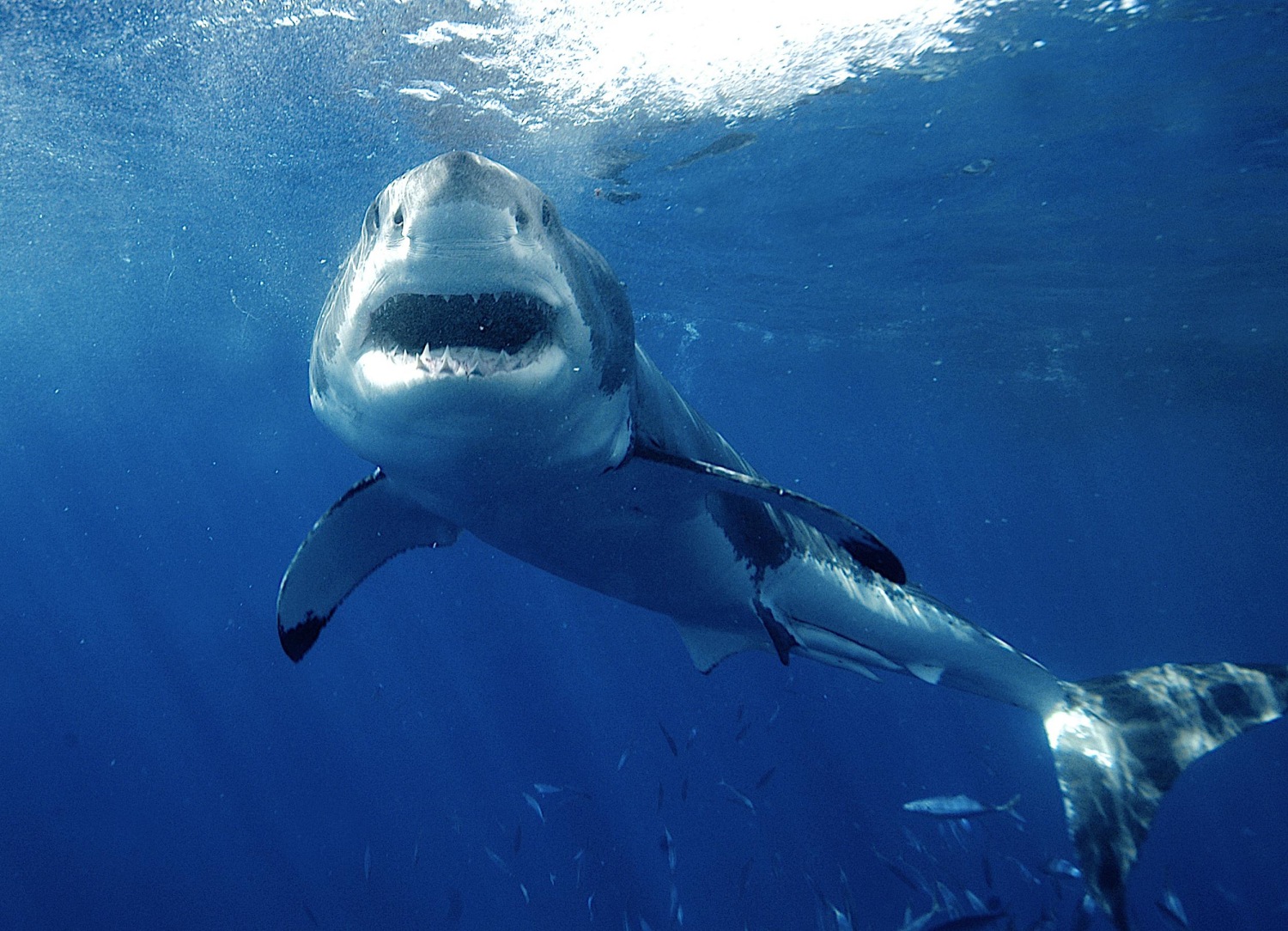 Why some scientists want to rebrand shark attacks as 'negative
