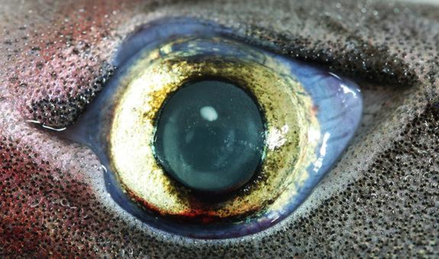 Twilight Zone: Glow-in-the-Dark Sharks Have Special Eyes to See