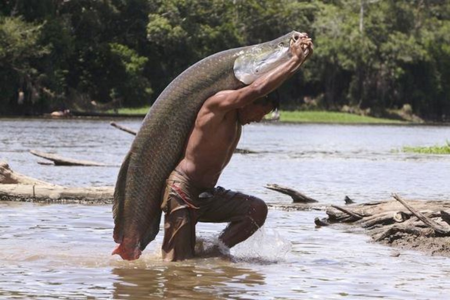 Arapaima Alert Amazon S Biggest Fish Is Going Extinct