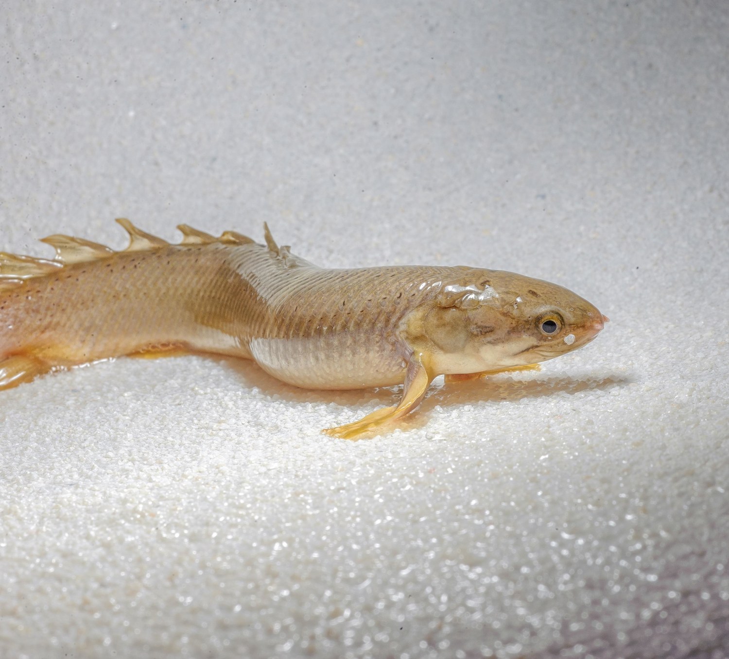 To Study Evolution, Scientists Raise Fish That 'Walk' on Land