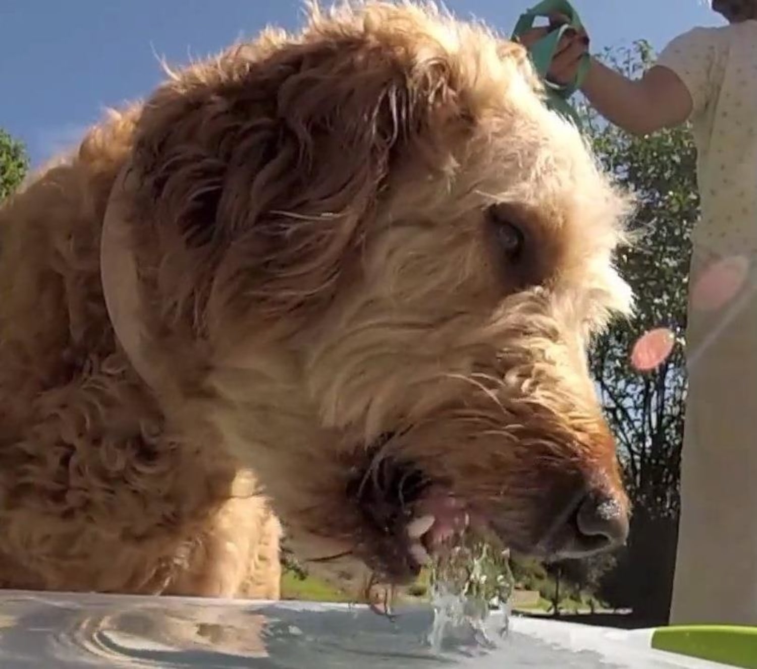 Why Is My Dog Vomiting After Drinking Water? 10 Possible Causes Dog