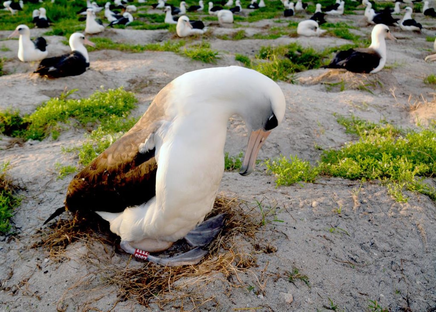 Wisdom the Laysan Albatross Lays an Egg - at Age 63