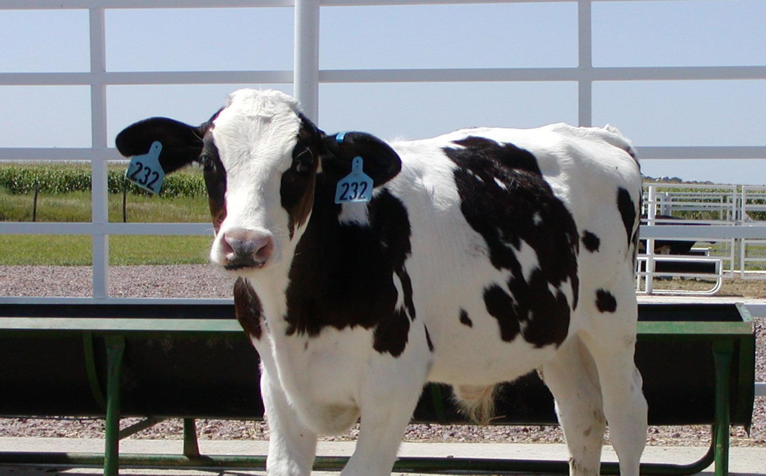 Genetically Modified Cattle With Human DNA Might Hold Ebola Cure