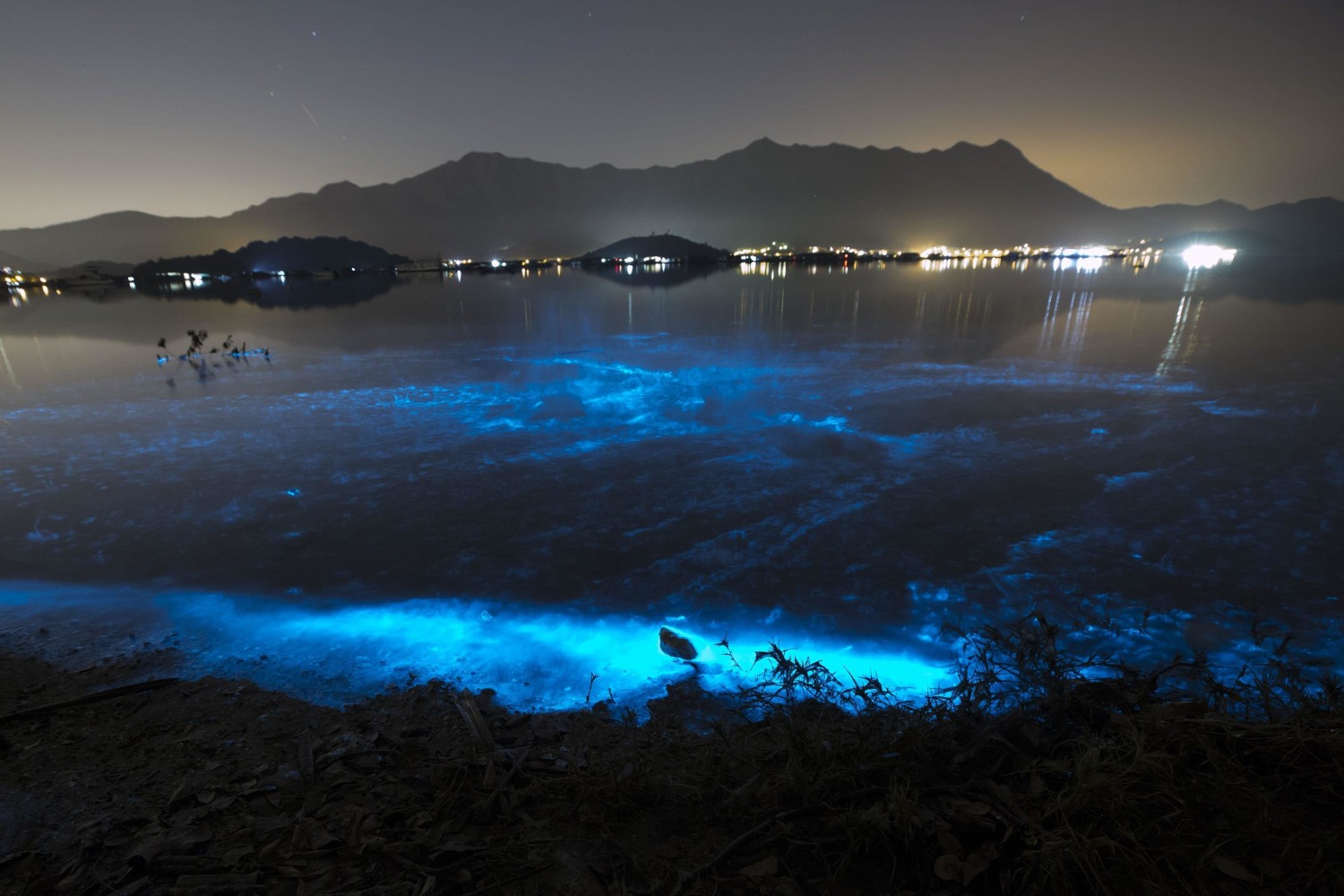 Bioluminescence is most abundant in the open ocean environment where