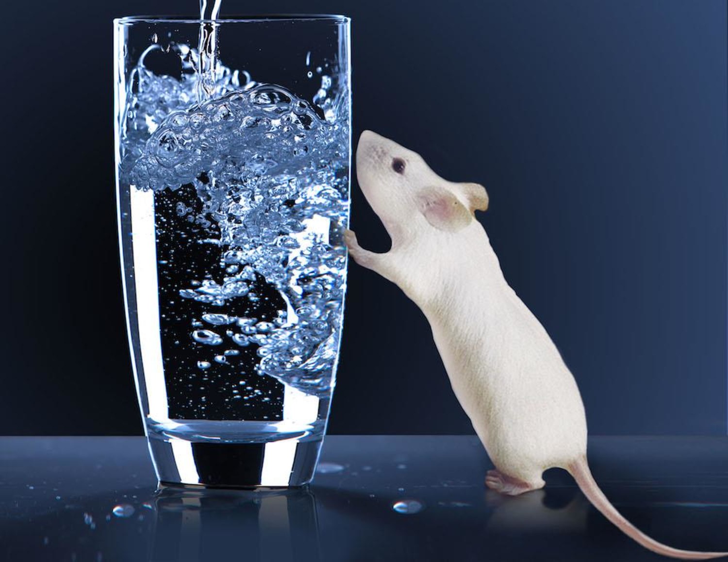 Scientists Locate On-Off Thirst Switch in Mouse Brain