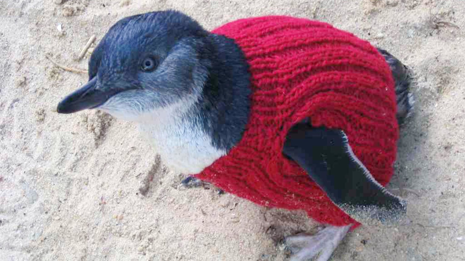 ゴルフィッカーズ Penguin by Munsingwear トップス М Penguin by