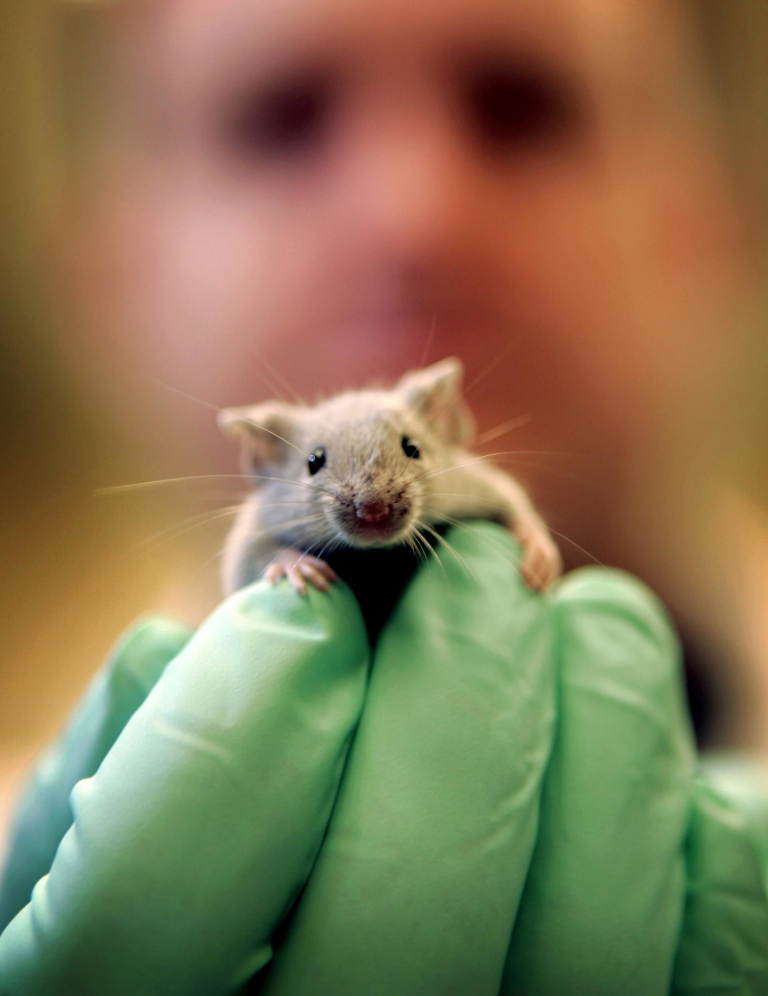 How many mice and rats are used in U.S. labs? Controversial study says more  than 100 million, Science