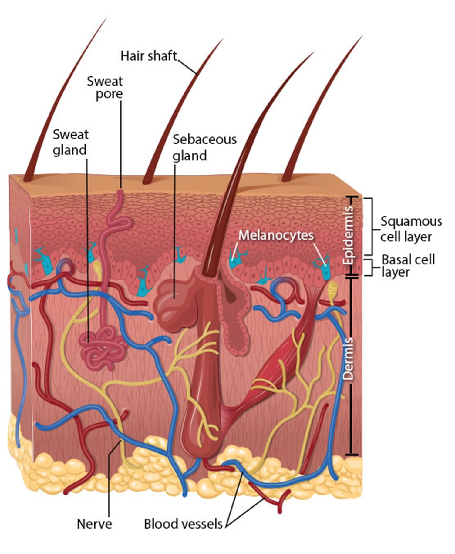 Actinic Keratosis: The Link between Chronic Sun Damage and Skin Cancer -  Films Media Group