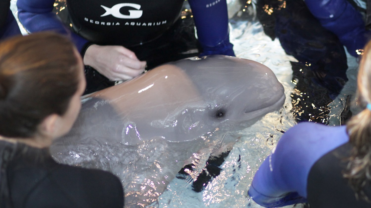 Second Captive-Born Beluga Whale Calf Dies