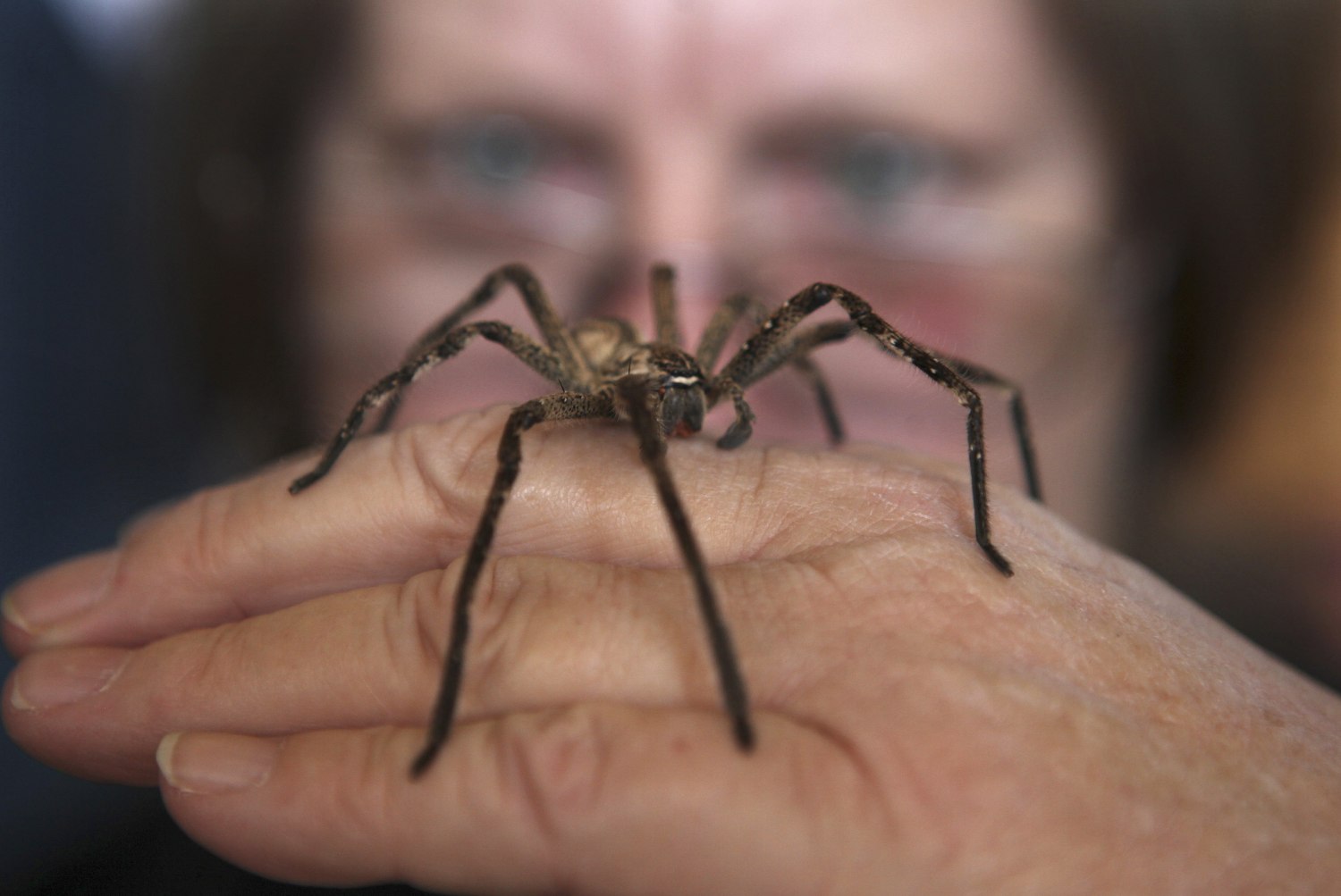 Images show spiderwebs around the world, not all found in Australia