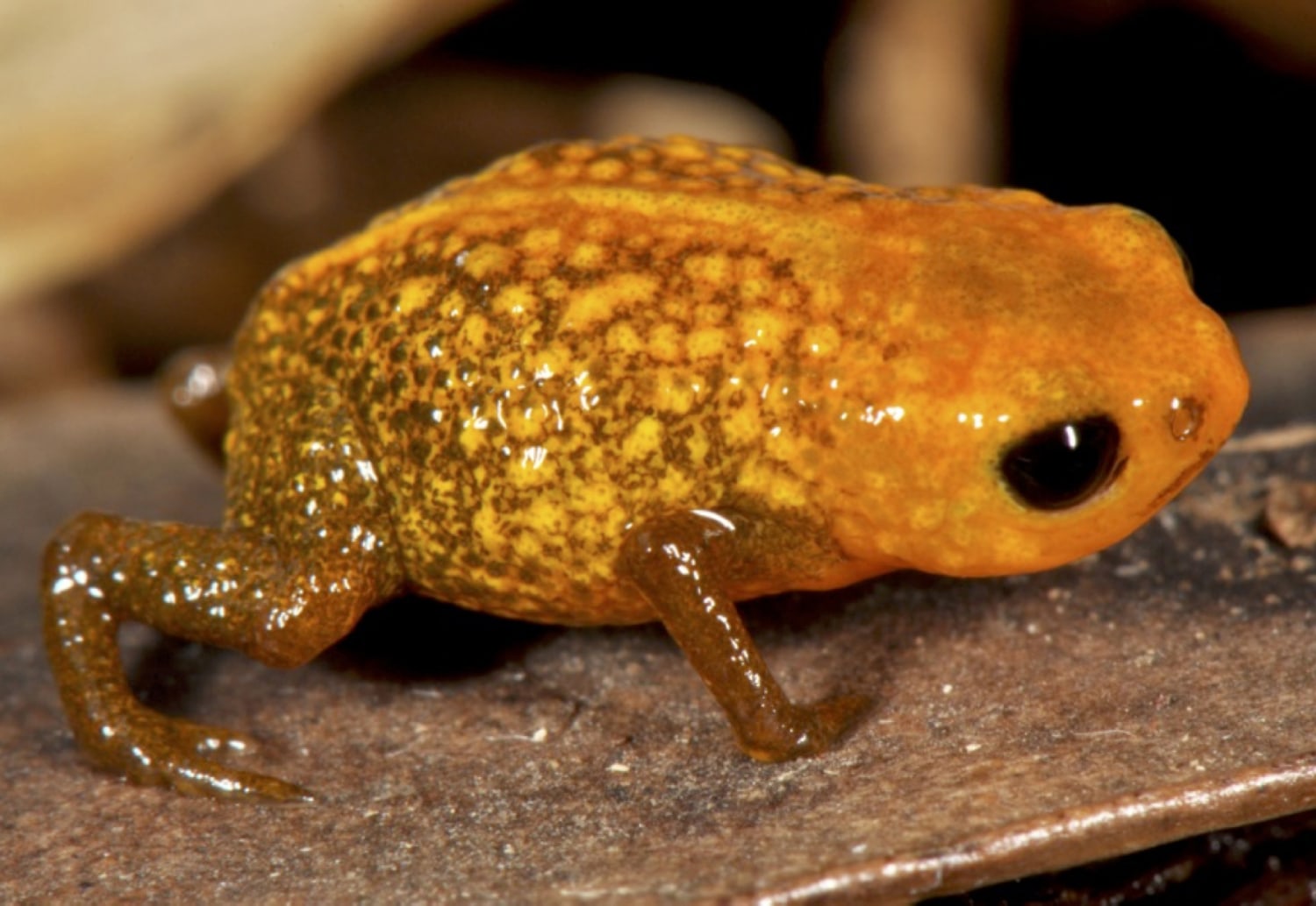 These new species of miniature frogs clearly have the best names