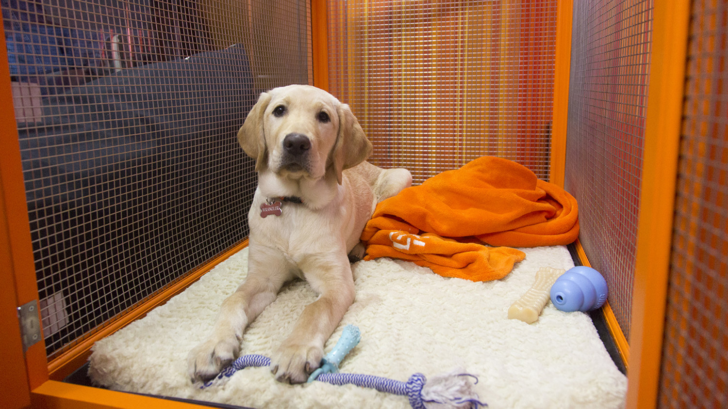 Dog Gets Custom-Built Watchtower to Keep an Eye on Things at Home