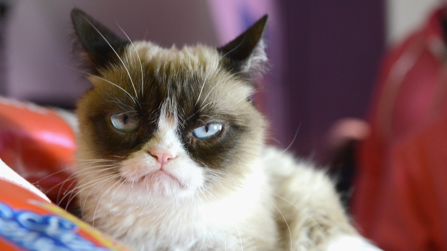 Move Over Grumpy Cat, Angry Cat Is Here