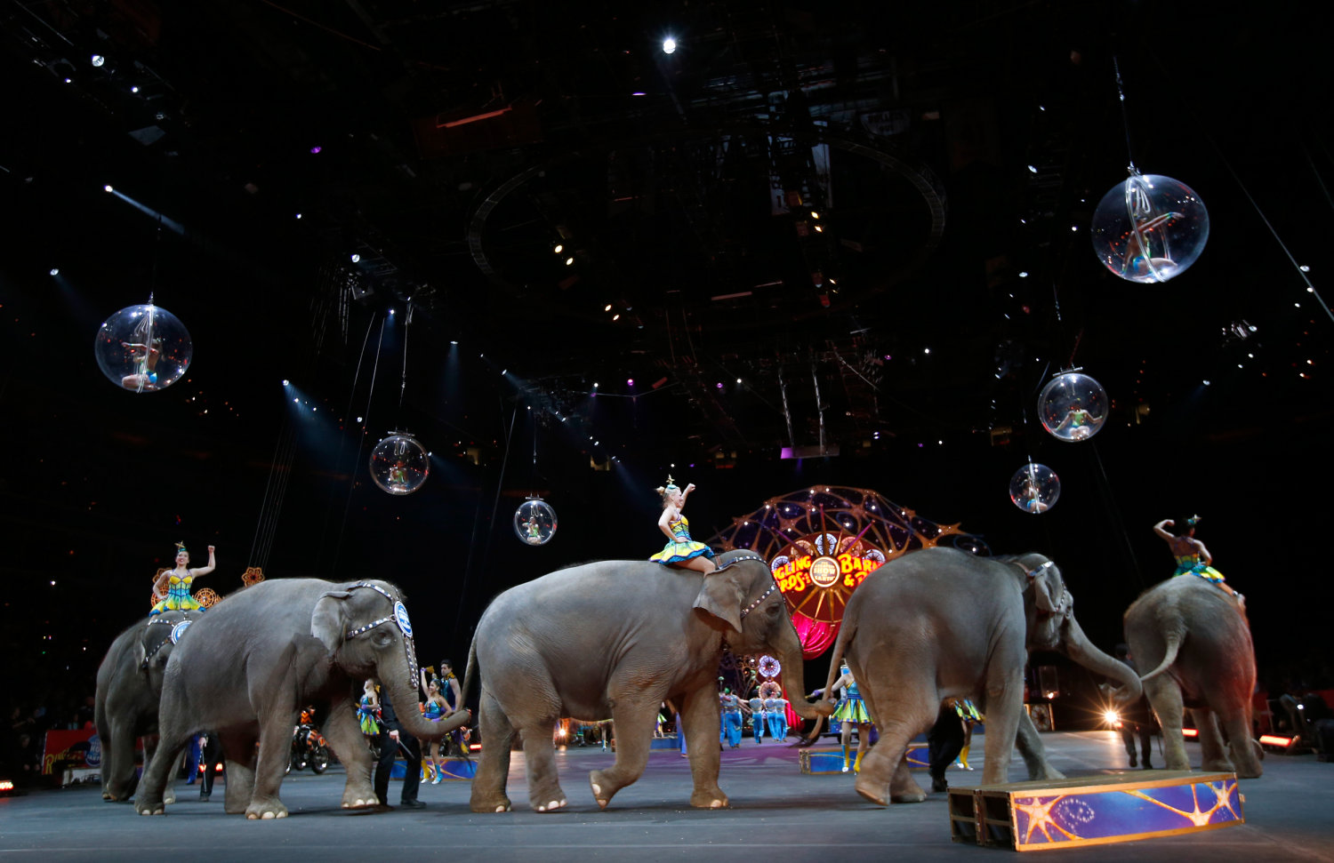 Elephants In The Circus