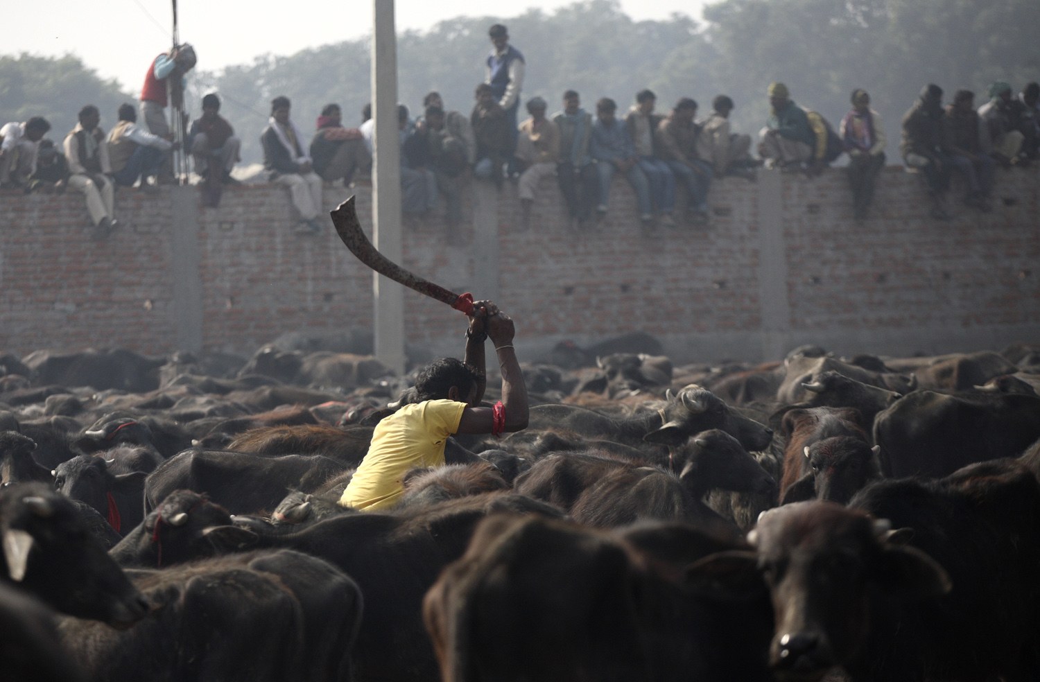 Nepal Will No Longer Host World's Largest Religious Animal Slaughter
