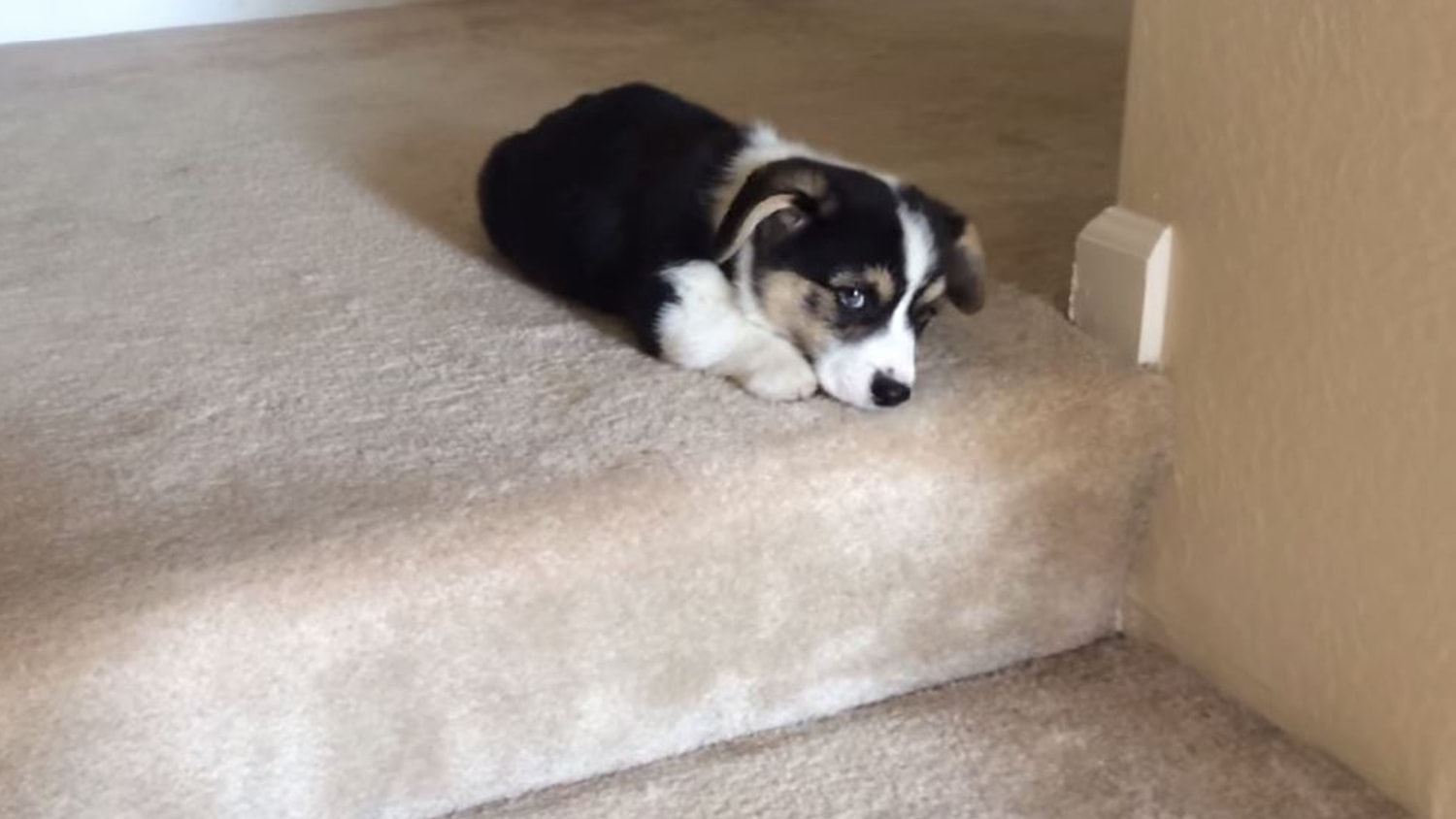 Corgi steps store