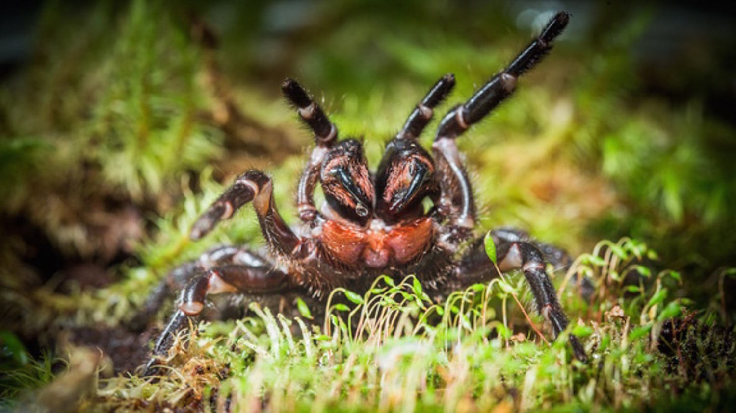 Why funnel-web spiders are so dangerous to people