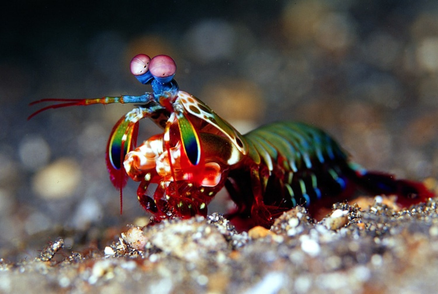 Mantis Shrimp Settle Fights With Flurries of Light Blows, Not Haymakers