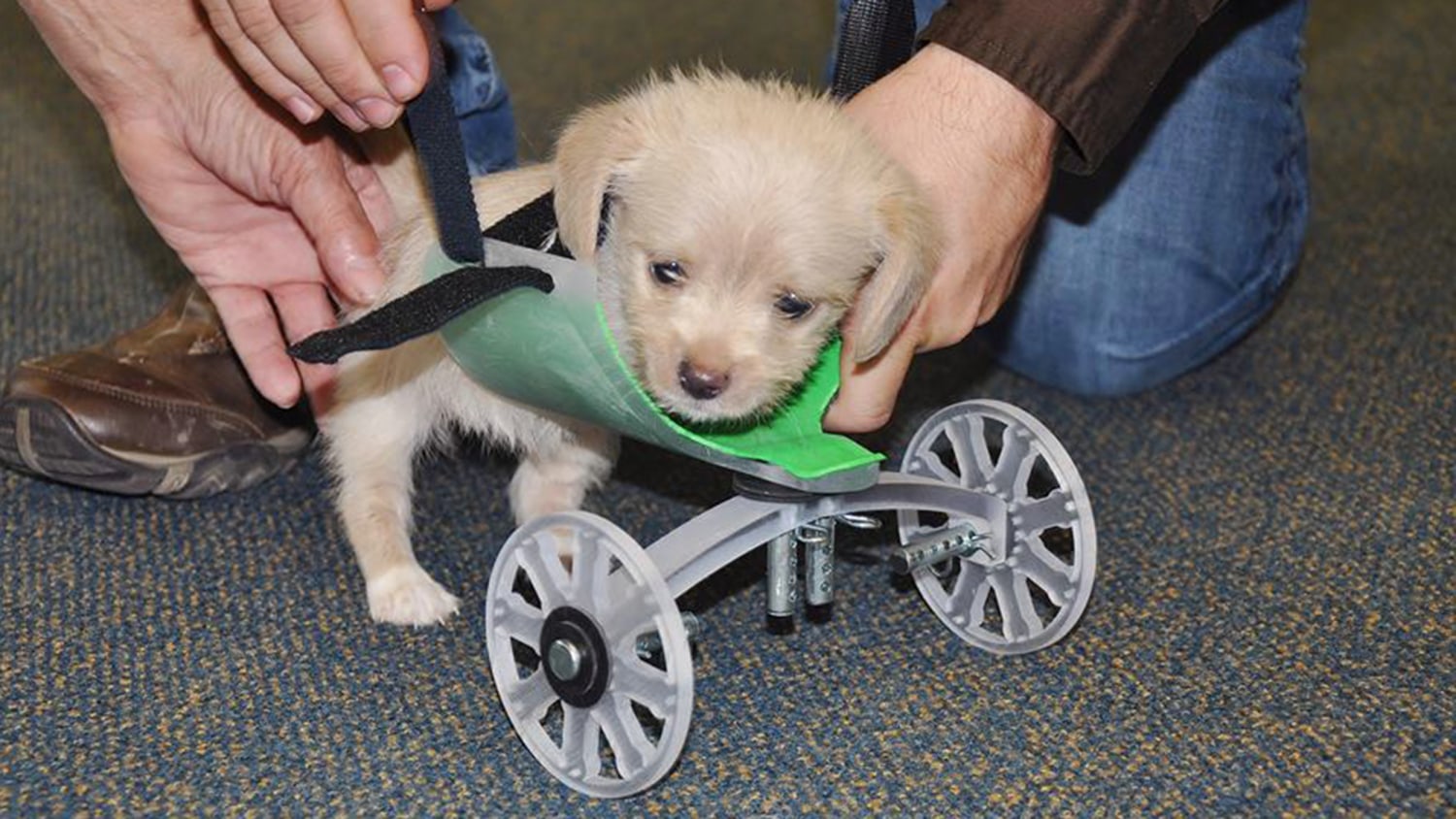 Engineer 3-D Prints An Adorable Dog Wheelchair For A Two-Legged Puppy