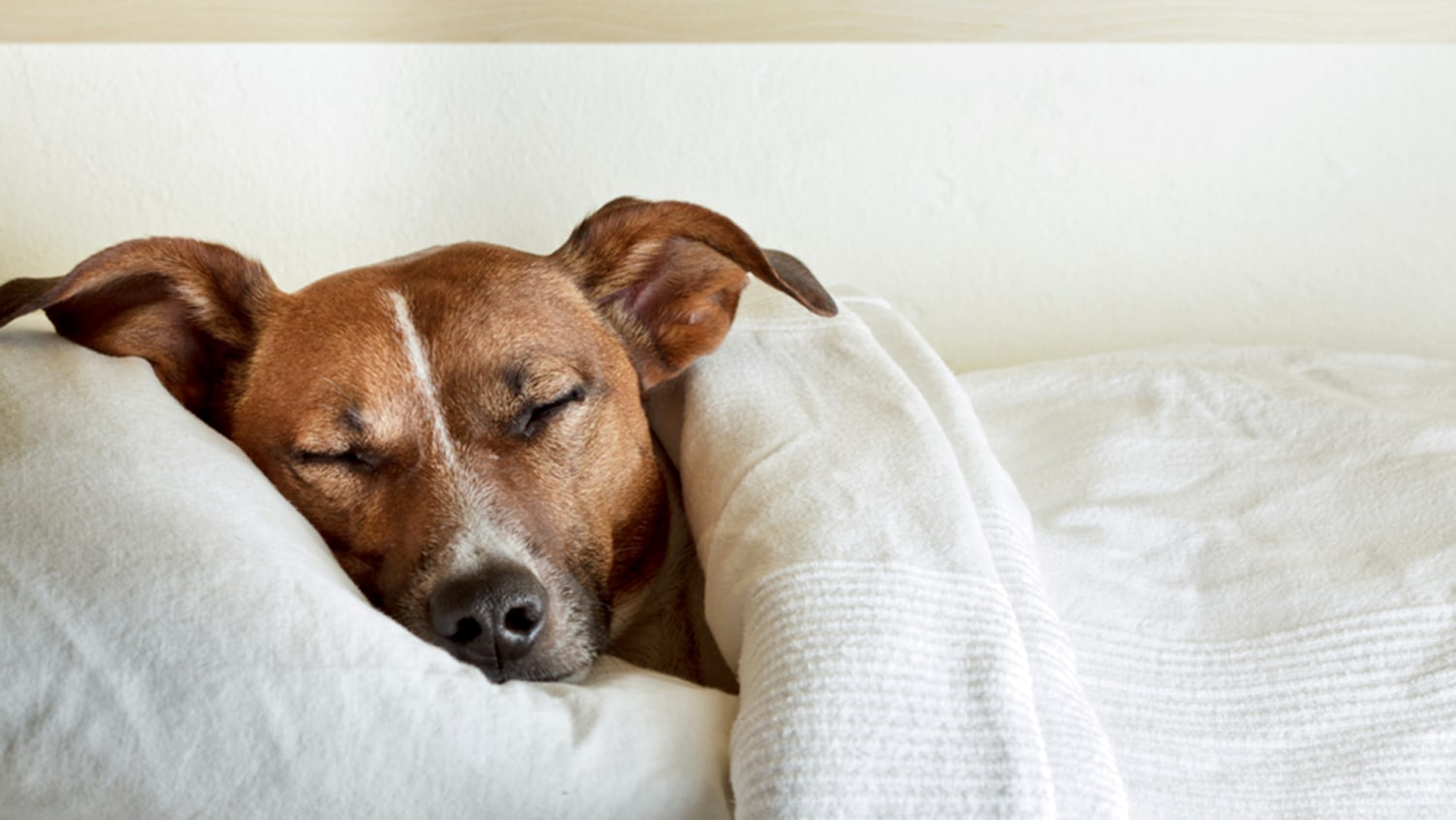 How to train dogs to shop sleep in their own bed