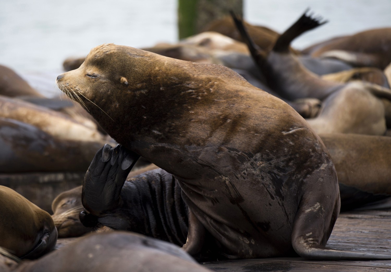 Sea Lions Deliberately Collapse Their Lungs So They Can Dive Deeper, Smart  News