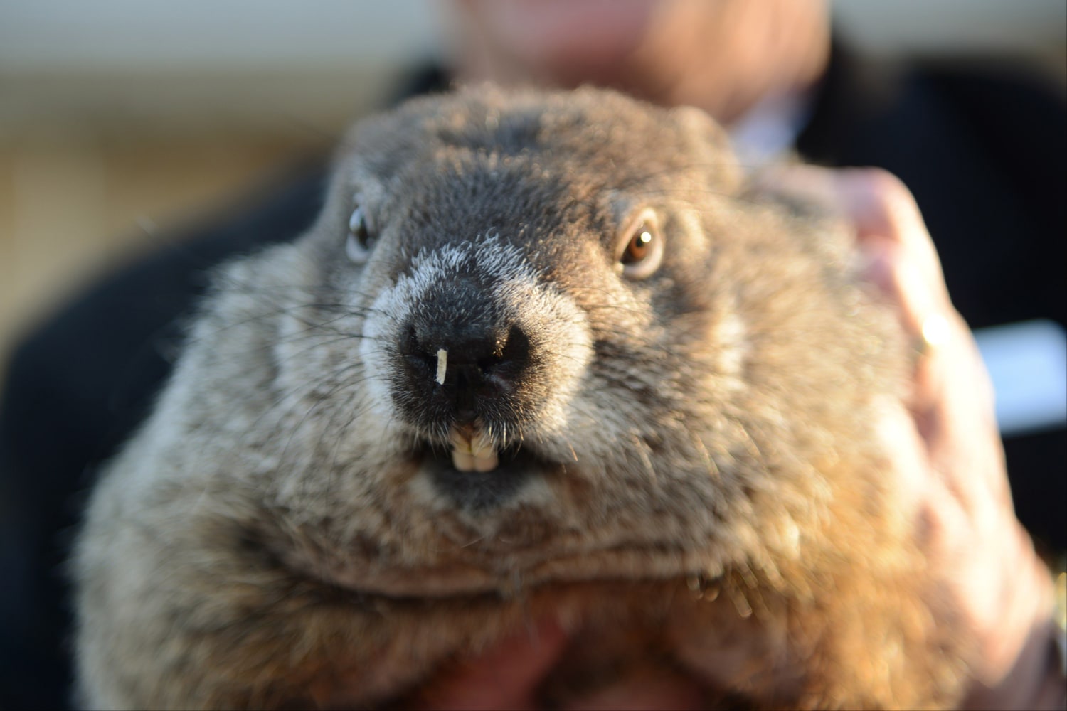 Goundhog Day: Punxsutawney Phil Predicts Early Spring