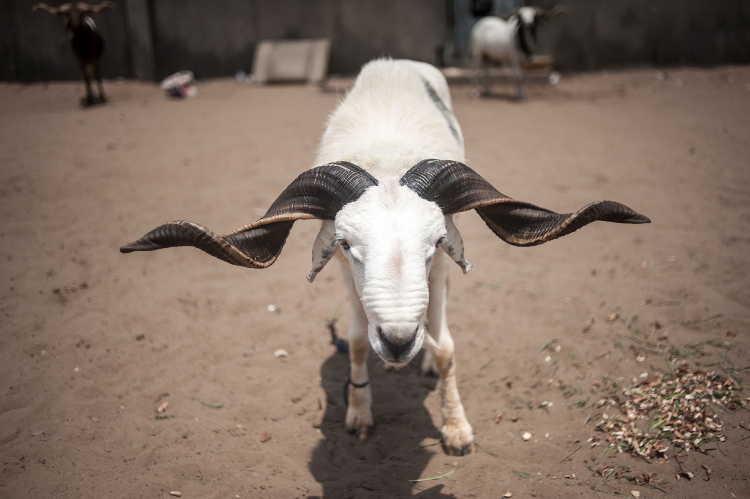Ram Fighting Battles For Acceptance in Nigeria