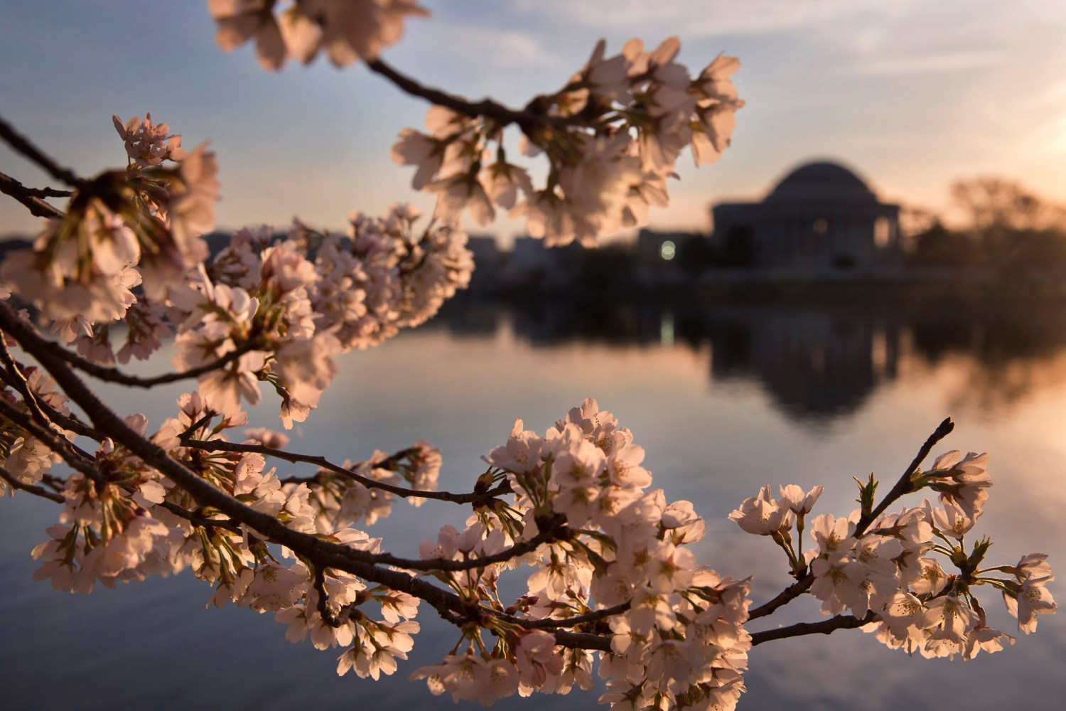 DC Cherry Blossom Festival Moved up to Mid-March Due to Warm