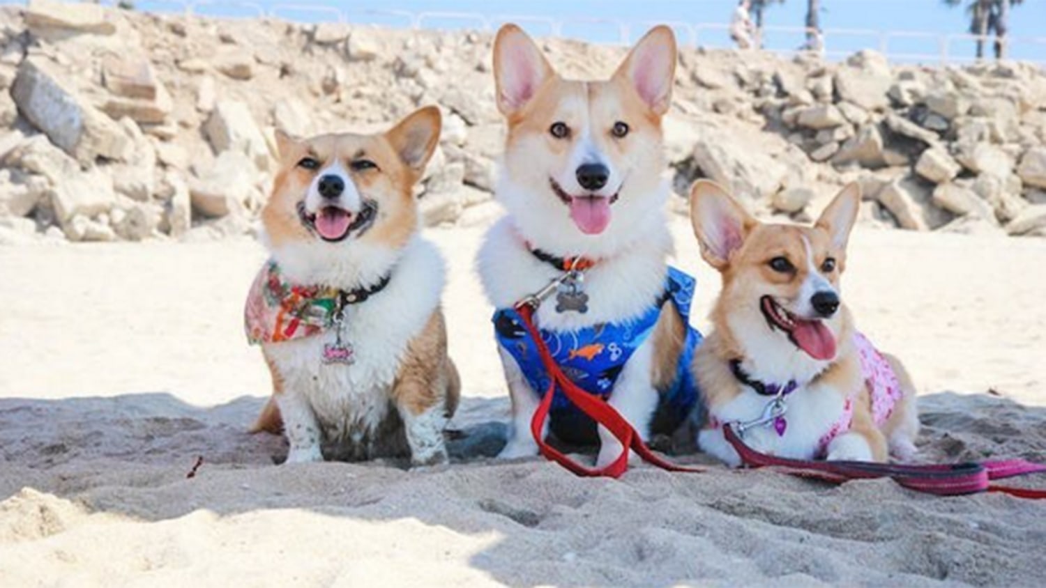 Best collar for corgi top