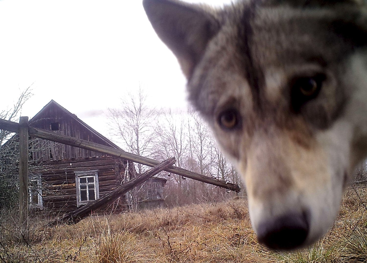 Chernobyl Anniversary: Disaster Exiled Humans, Made Way for Wildlife
