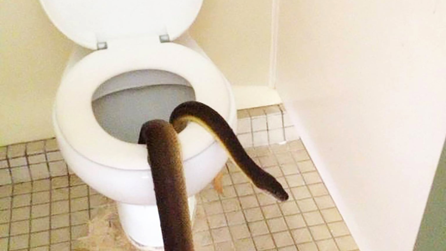 Venomous snake found lurking in Australian public toilet